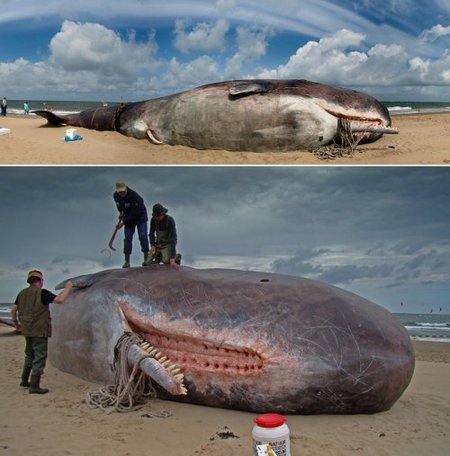Sparm whale
