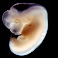 Un hallazgo sorprendente: el primer latido del feto se produce solo 16 días después de la concepción