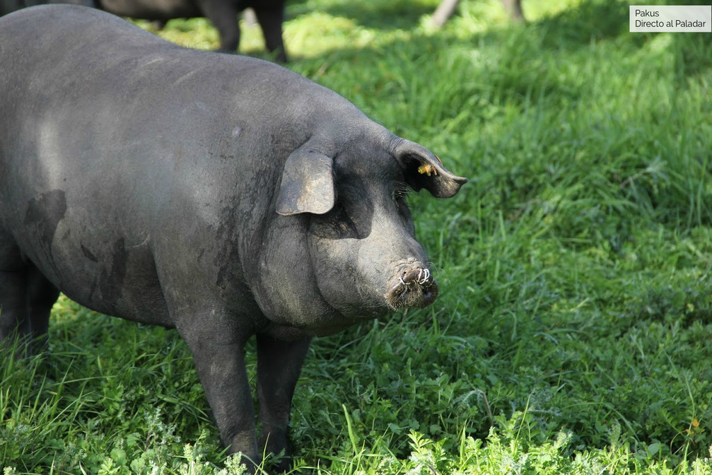 Nueve recetas con carne de cerdo ibérico para disfrutar de un ingrediente único en el mundo