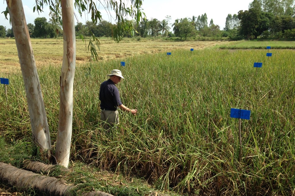 Un jesuita inventó un método para cultivar arroz que enfrenta a los científicos, pero podría producir más y contaminar menos 