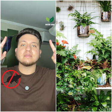 Bastián Jaque, experto en plantas: "El aroma intenso de esta planta satura el olfato de los roedores y evita que se acerquen a puertas y ventanas" 