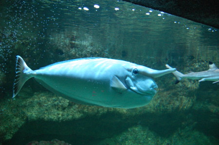 Aquarium Tropical Du Palais De La Porte Doree Naso Annulatus2
