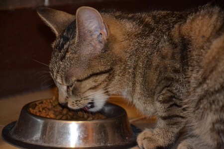 Un gato comiendo pienso de su comedero