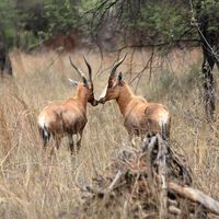 Podríamos pensar que cuando dos animales juntan el morro se están dando un "beso". En realidad están haciendo algo más importante