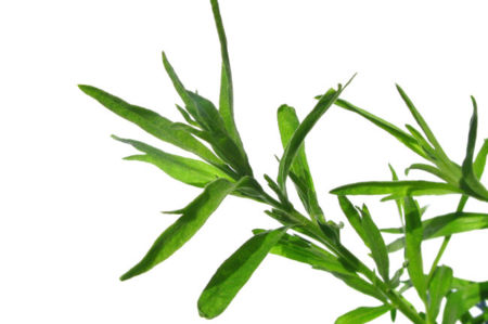 El estragón: un pequeño ingrediente con mucho potasio