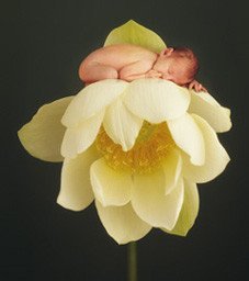Calendario Anne Geddes 2006