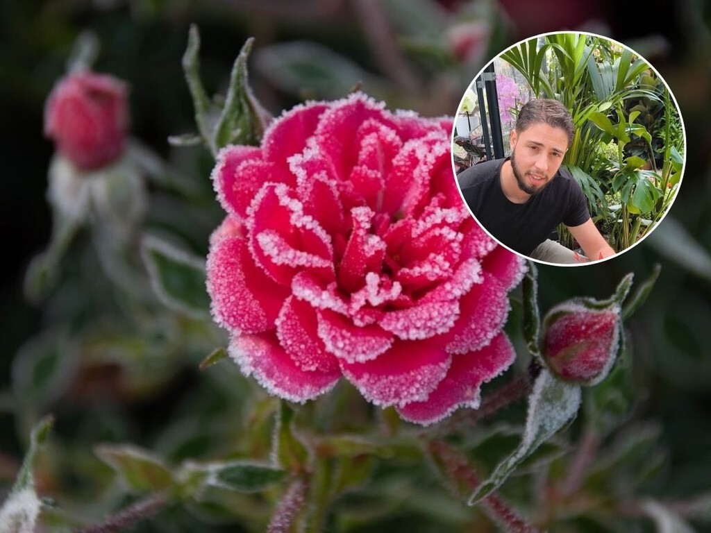 Un experto advierte: «Estas son las cuatro plantas que mejor resisten al frío y que mantienen el color en los meses más duros»