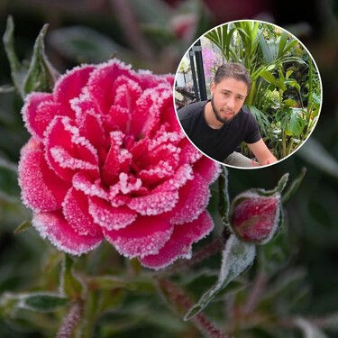 Un experto advierte: "Estas son las cuatro plantas que mejor resisten al frío y que mantienen el color en los meses más duros" 