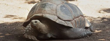 Hemos descubierto el secreto del ADN de Jonathan, la tortuga de 194 años que es el animal más longevo del mundo