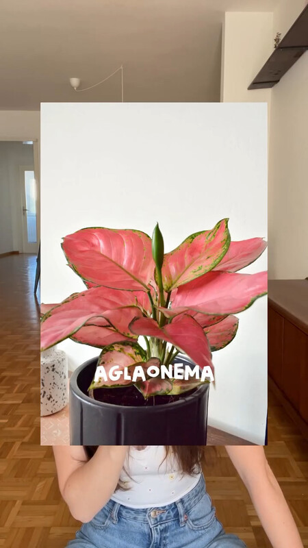 plantas