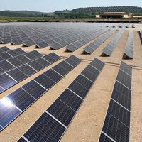 Una aceitera de Jaén sube 5.150 placas solares a más de 4 metros sobre sus olivos para que la cosechadora quepa debajo 