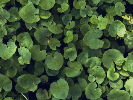 Dichondra