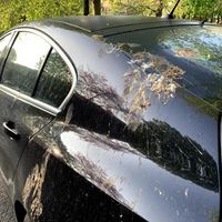 Caca de pájaro artificial contra la corrosión de la pintura de los coches: en esto anda Ford en sus laboratorios