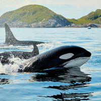 We’ve Been Using Whales to Contact Aliens for Years. As It Turns Out, Whales Have Been Trying to Communicate With Us, Too 