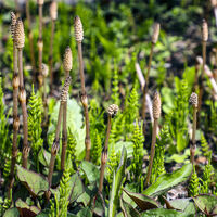 Planta de 400 milhões de anos cria "água alienígena" e reescreve o que sabemos sobre isótopos 