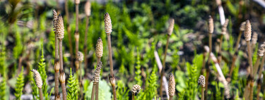 Planta de 400 milhões de anos cria "água alienígena" e reescreve o que sabemos sobre isótopos 