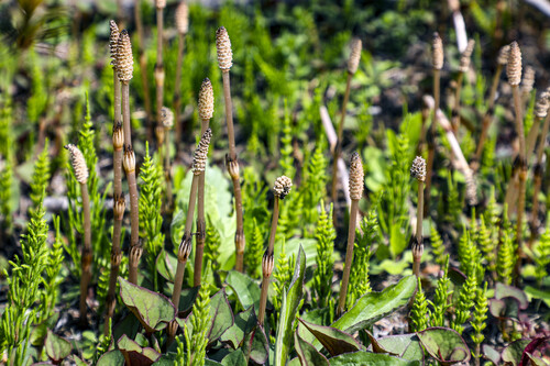 Cavalinha | Fonte: Getty Images