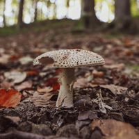 Si te comes una seta venenosa por accidente acudes al médico. Y los médicos acuden a este grupo de Facebook