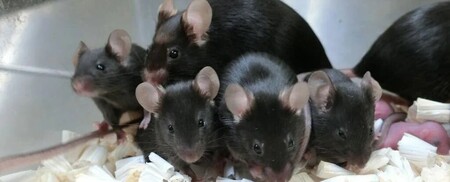 Este esperma de ratón se mantuvo liofilizado en el espacio y, seis años después, ha servido para concebir nuevos ratones