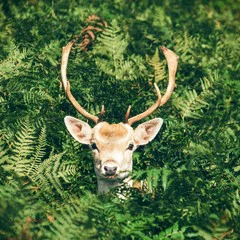 Foto 6 de 23 de la galería fondos-de-pantalla-de-animales en Xataka Android