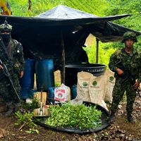En 2016 Colombia firmó un acuerdo de paz histórico. Luego la superficie dedicada al cultivo de cocaína se disparó