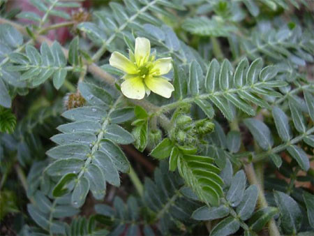 Tribulus, un suplemento natural.