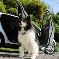 Cómo viajar con tu mascota en el coche de forma segura