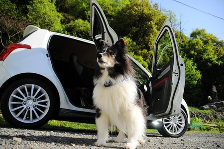 Cómo viajar con tu mascota en el coche de forma segura