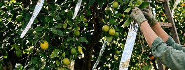 Para qué sirve colgar papel aluminio en un limonero: el truco que gana más popularidad entre jardineros