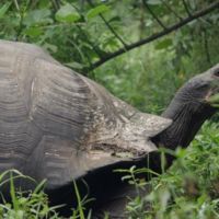 Videos inspiradores: Galápagos, mucho más que fauna