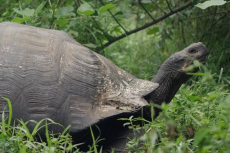 Videos inspiradores: Galápagos, mucho más que fauna