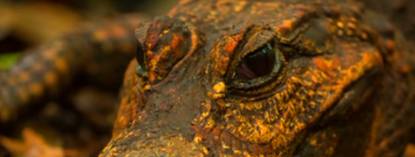 Eles rastejaram para uma caverna, comeram morcegos e agora estão se transformando em uma nova espécie: crocodilos anões laranja 