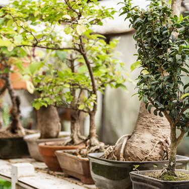 Los árboles de interior más resistentes, bonitos y fáciles de cuidar para dar vida a tu casa 