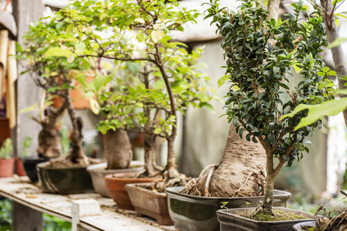 Cerrar Plantas En El Jardin
