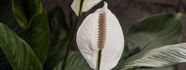 Con estos ingredientes caseros tu Spatifilium o lirio de paz estará más espectacular que nunca 