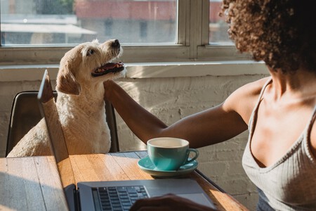 Chica frente al portátil y una ventana con sol acaricia a su perro.