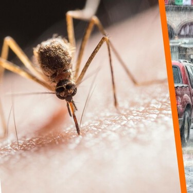 Este es el error más común que abre la puerta al dengue en temporada de lluvias (y cómo evitarlo)