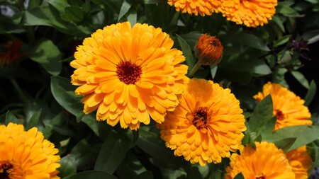 Calendula