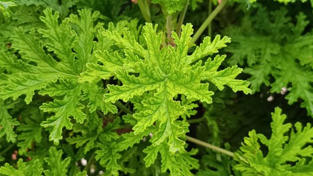 Citronela
