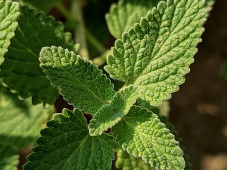 Menta