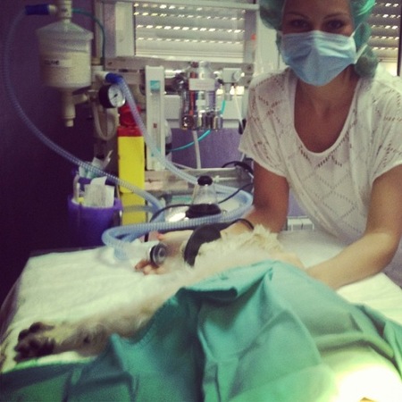 Adivina quién... quería ser veterinaria