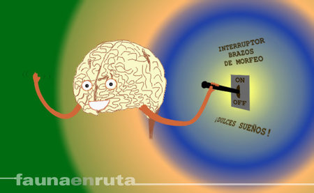 El sueño como mecanismo de reparación del organismo