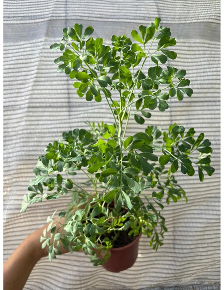 Plantas Ruda Graveolens
