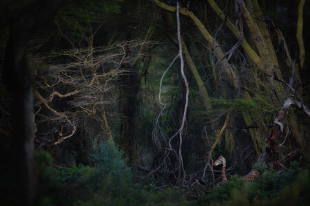 La fotografía de una jirafa en lo que parece un parque jurásico gana el premio Nature Photographer of the Year 2020