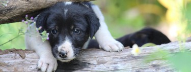 ¿Sabrías detectar si estás educando a tu perro con miedo y frustración? El 90% de los problemas de conducta salen de ahí 