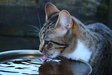 ¿Los gatos tienen miedo al agua? ¿Les gusta bañarse?