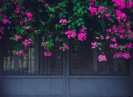 buganvilla
