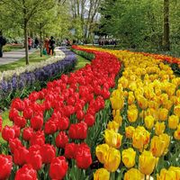 Keukenhof, el jardín de flores más grande (y bonito) del mundo 