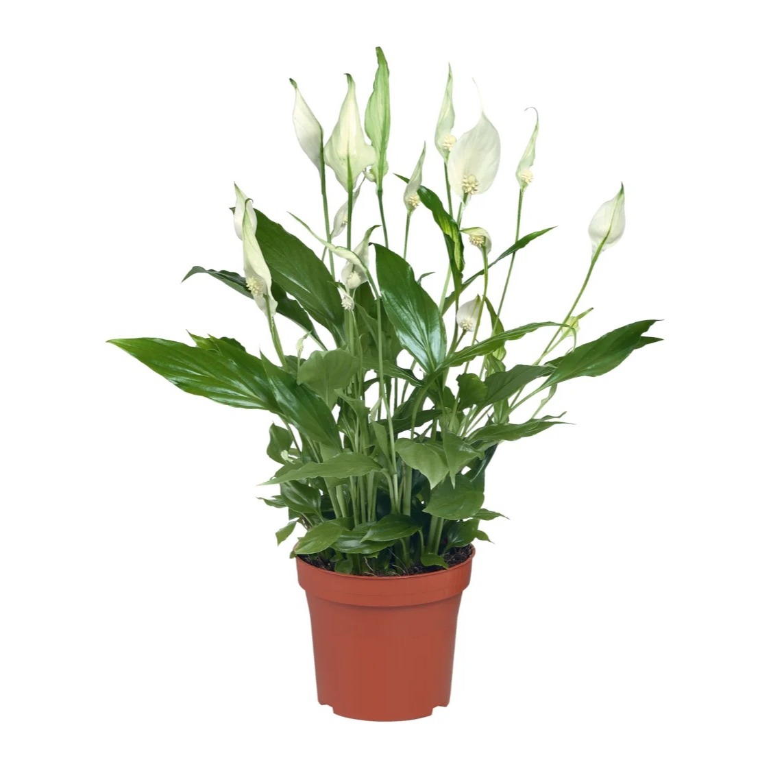 Planta verde