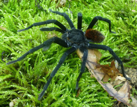 Gabriel García Márquez ya tiene una especie de tarántula con su nombre